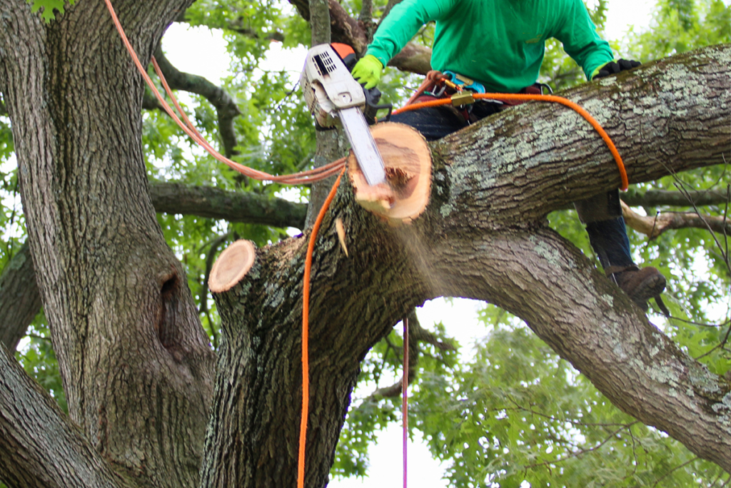 Expert Tree Removal Services in Perkasie | ATS Tree Services