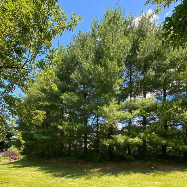 Expert Tree Trimming Perkasie: Enhancing Health & Beauty