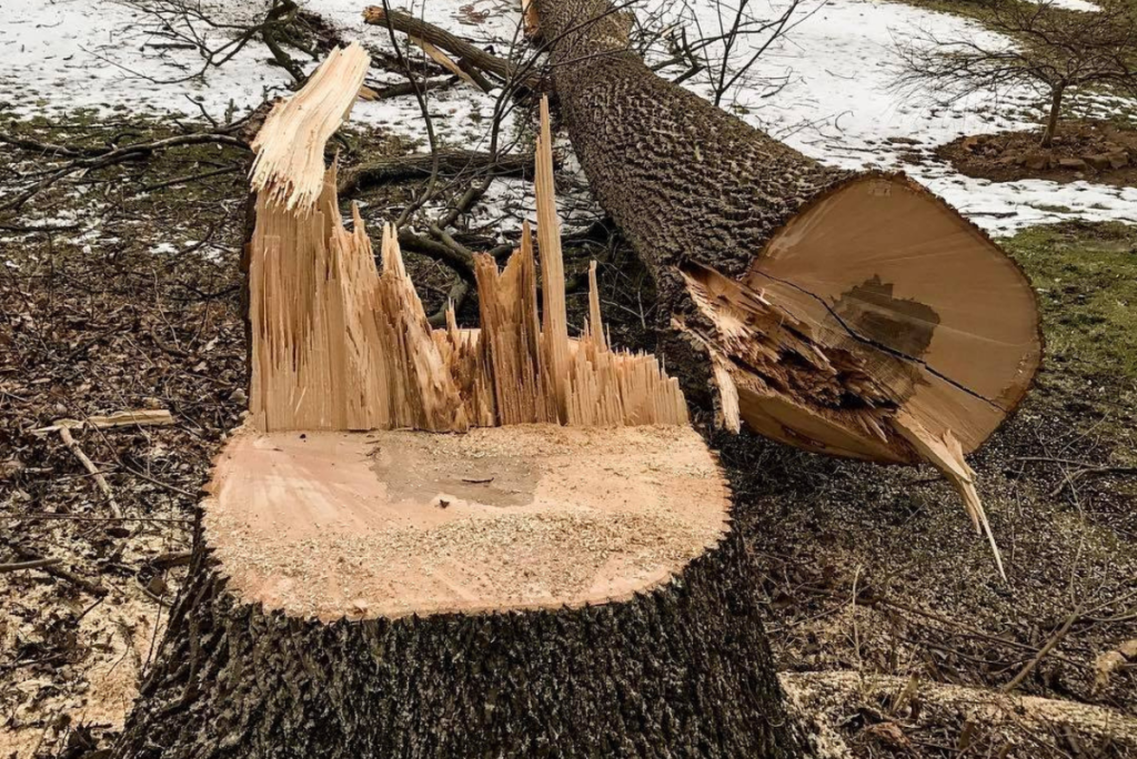 Perkasie Tree Removal Experts: Safe and Fast Service