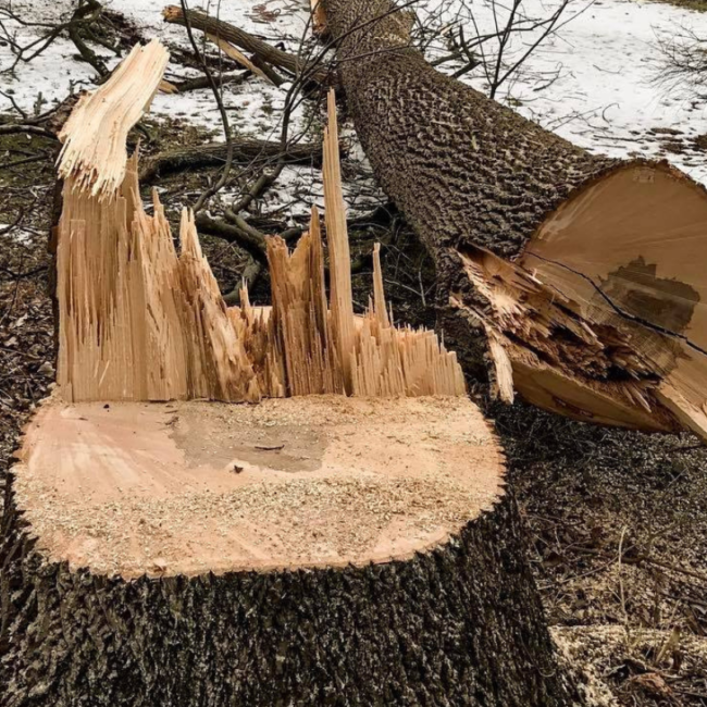 Perkasie Tree Removal Experts: Safe and Fast Service