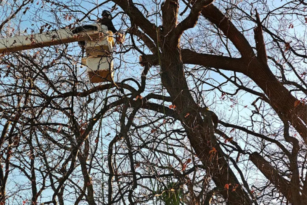 Expert Tree Removal Services in Perkasie | ATS Tree Services