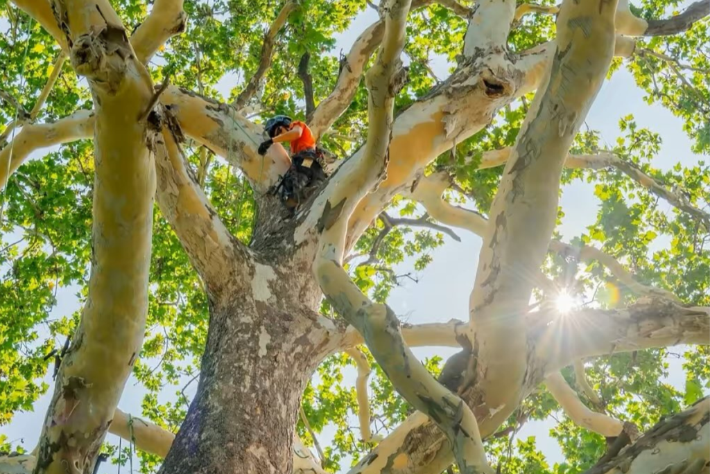 Expert Tree Removal Services in Perkasie | ATS Tree Services