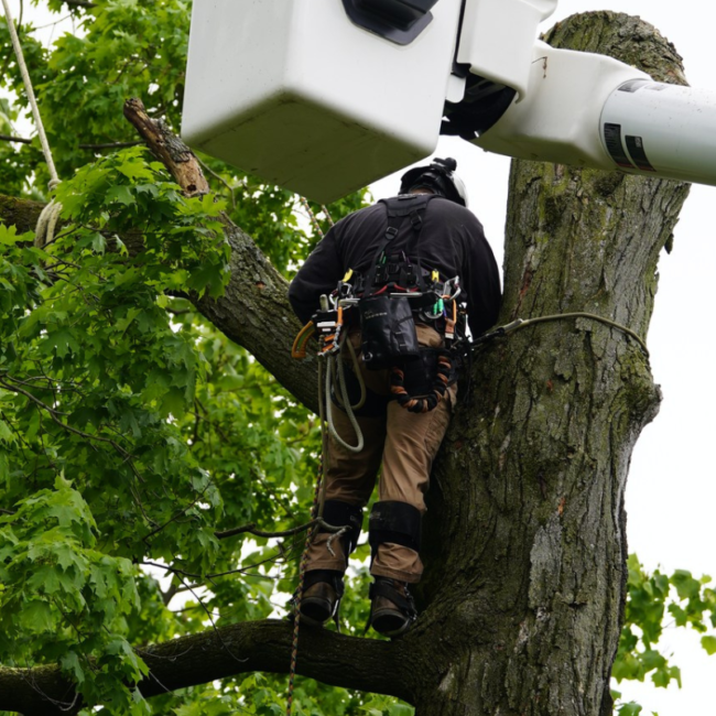Perkasie Emergency Tree Service & Land Clearing