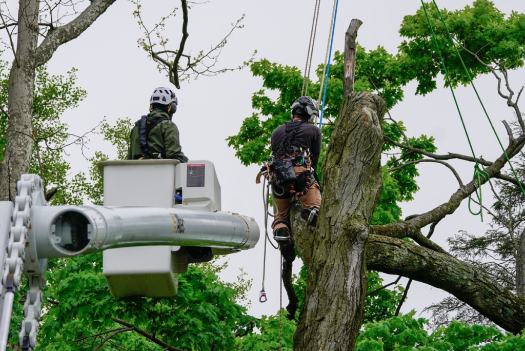 Expert Tree Removal Services in Perkasie | ATS Tree Services