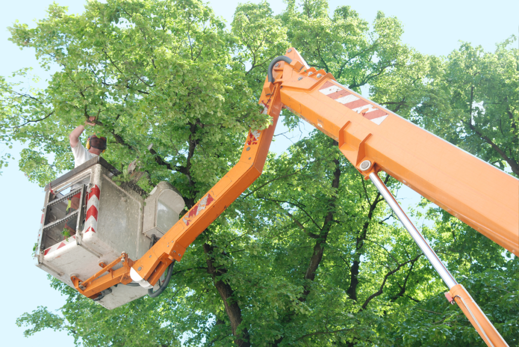 Expert Tree Removal Services in Perkasie | ATS Tree Services