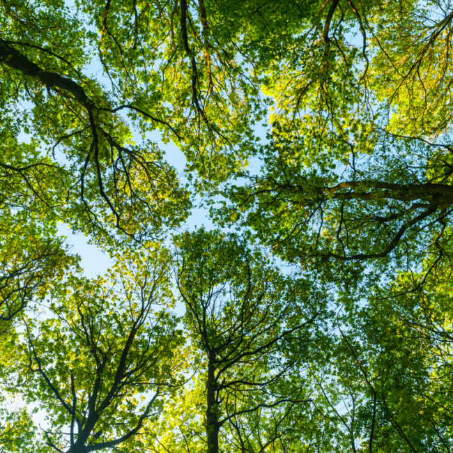 Why Is My Tree Dying? The Secret to Saving Your Landscape