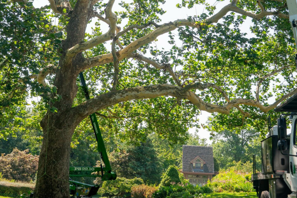 Expert Tree Removal Services in Perkasie | ATS Tree Services