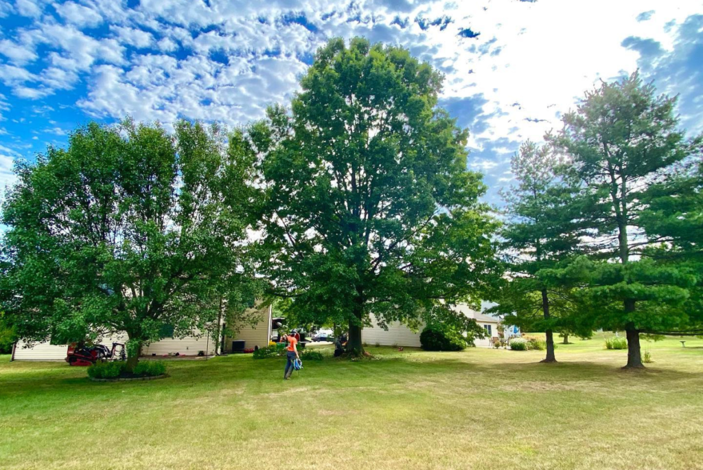 Expert Tree Removal Services in Perkasie | ATS Tree Services