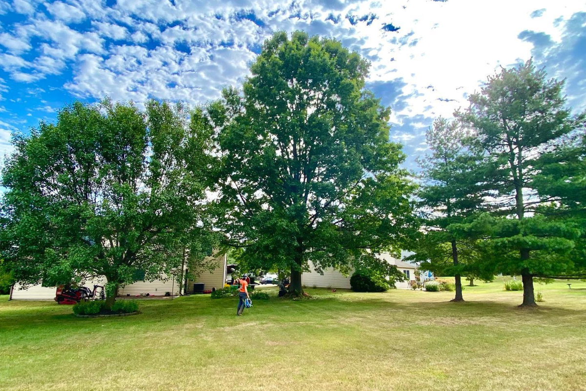 Expert Tree Removal Services in Perkasie | ATS Tree Services