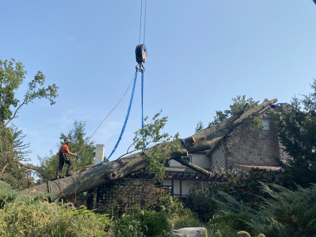 Expert Tree Removal Services in Perkasie | ATS Tree Services
