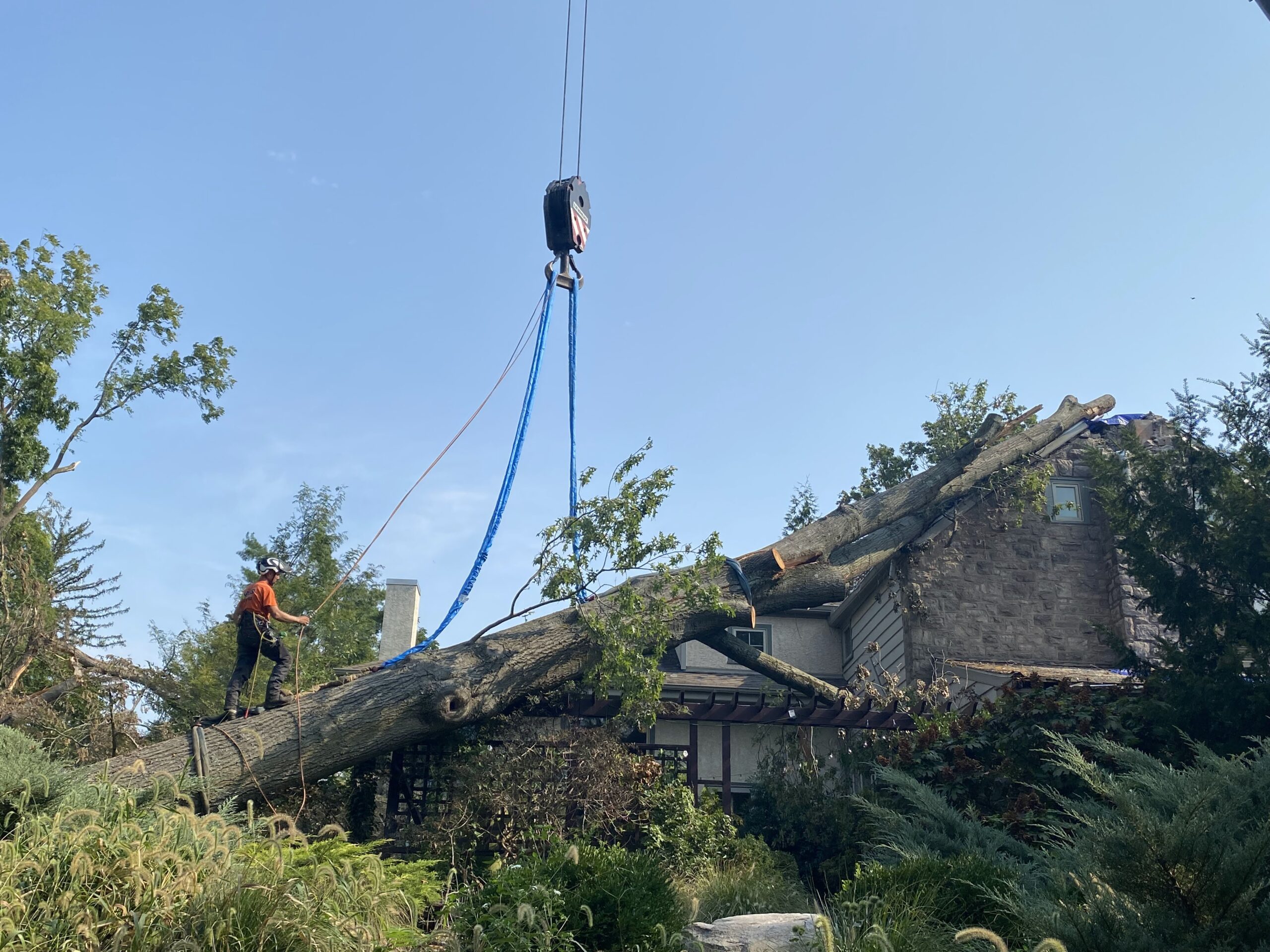 Expert Tree Removal Services in Perkasie | ATS Tree Services