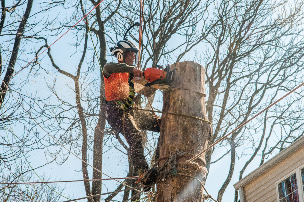 Expert Tree Removal Services in Perkasie | ATS Tree Services