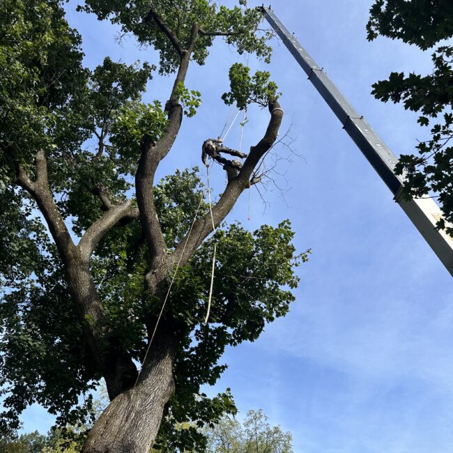 Arborist Tree & Plant Health Services in Perkasie