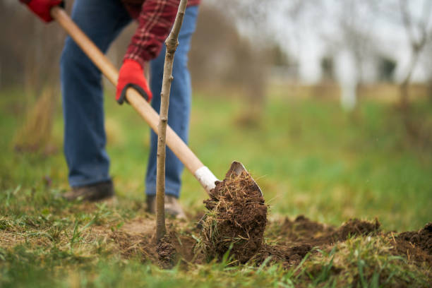 Tree Planting | ATS Tree Service