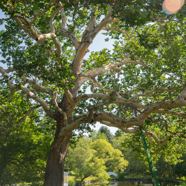 Common Tree Trimming Mistakes: Protect Your Perkasie Landscape